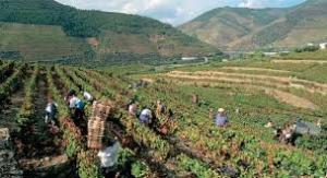 Из-за засухи урожай винограда в Грузии уменьшится вдвое
