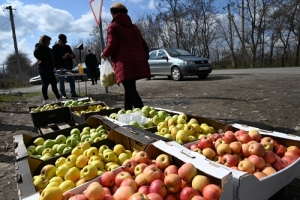 На Ставрополье осуществляется реализация яблок из плодохранилищ