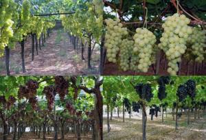 Европа: Падение производства винограда в 2014/2015 годах