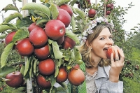 Садоводы просят власти повысить пошлины и ограничить импорт фруктов в Россию