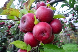 Сельхозтоваропроизводители Ставрополья начали сбор ранних сортов яблок