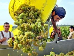 Минсельхоз России ожидает двукратного снижения импорта винограда к 2020 г