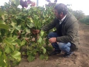 На виноградниках края идут весенне-полевые работы