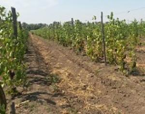 В Ставропольском крае наступил сезон уборки винограда!