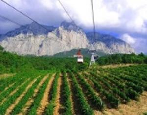 В этом году в Крыму заложат 500 гектаров новых виноградников.