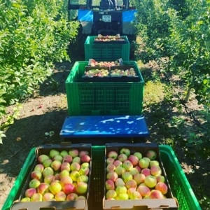 На Ставрополье начался сбор яблок летних сортов