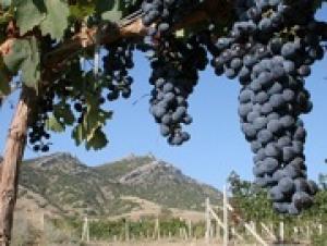 Инвесторы должны расширять виноградники, а не разливать под брендом «Крым» привозной виноматериал – виноделы Крыма.