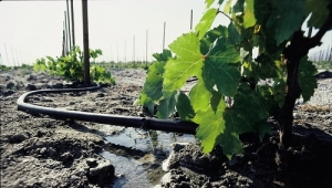 Решился вопрос с тарифом на воду для виноградарей и садоводов края