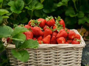 В ставропольских садах стартовал летний сбор земляники