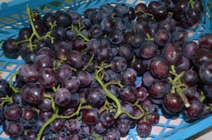 В Ставропольском крае собрали более 45-ти тысяч тонн винограда