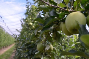 На Ставрополье началась уборка летнего яблока