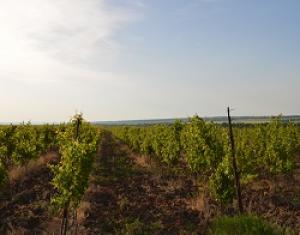 В Ставропольском крае растет производство винодельческой продукции.