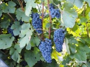 Господдержка винной отрасли вырастет более чем в два раза