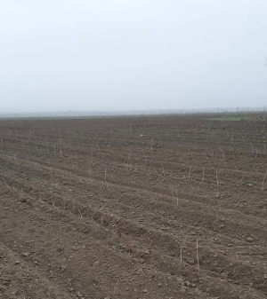 На территории Степновского округа заложили плантацию малины