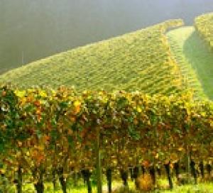 Крымские и севастопольские виноделы будут получать государственную поддержку в рамках новой Концепции развития виноградарства и виноделия