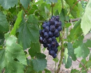 Уборка винограда перешагнула за «экватор»