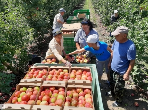На Ставрополье подходит к концу уборка летнего яблока