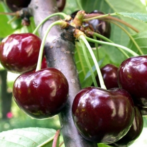 Легенды и предания черешни