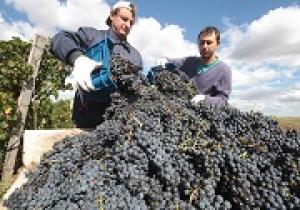 Опора для лозы: Виноградари Крыма попросили упростить получение господдержки