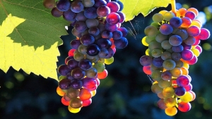Отечественные вина заняли большую часть винных полок в торговых сетях