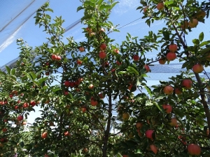 Уборка яблок летних сортов началась на Ставрополье