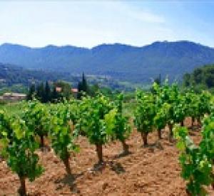Итальянская компания планируют вложить более €300 млн в развитие виноделия в Крыму