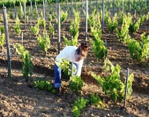 В 2017 году для привлечения в подотрасль виноградарства организаций всех форм собственности, в том числе и малых консультации продолжатся.