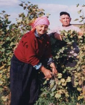 Ставропольский край занимает четвертое место по площадям и валовому сбору винограда в России.