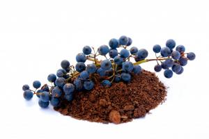 Виноградники на песчаных почвах