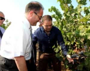 Будущее мальтийского виноделия