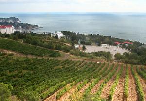 Россия вложит 100 млн долларов в развитие виноградников Крыма