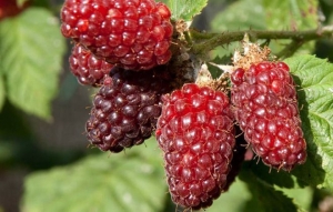 В хозяйствах идет сбор «новых» для Ставрополья ягод