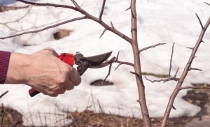 Проводим зимнюю обрезку плодовых деревьев правильно!