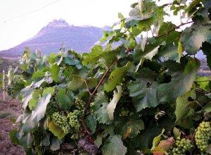 Шведская Inkerman высадит 1000 га виноградников в Крыму за 5 лет