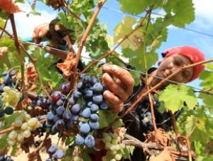 В России будут сажать импортный виноград. ФОТО