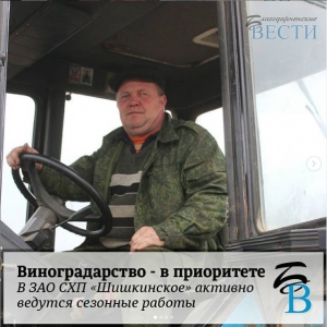 Виноградарство — в приоритете. В ЗАО СХП «Шишкинское» активно ведутся сезонные работы