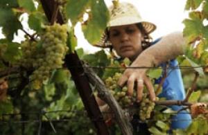 Минфин рассчитает размер пошлины для фермеров за лицензию на производство вина