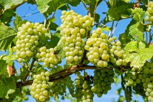 Ставропольские виноградари продолжают выборочный сбор столовых сортов винограда