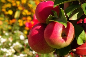 На Ставрополье продолжается сбор летних сортов яблок