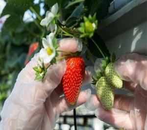 Клубнику, чернику и малину будут выращивать в новых теплицах в Ставропольском крае.
