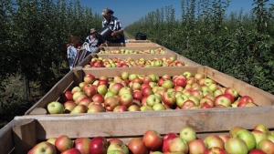 В крае продолжается сбор яблок летних сортов