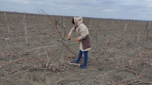 Начаты весенне-полевые работы на виноградниках