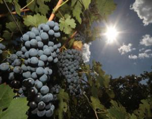 На Дону из-за санкций увеличилось производство вина