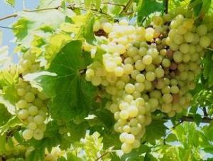 Крым привлечет туристов фестивалем вина