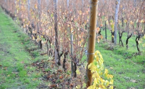 На Ставрополье завершена уборка винограда!