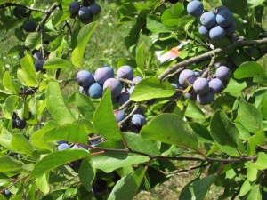 Слива - символ народов мира