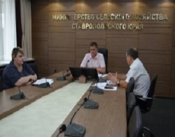 Ставропольским виноградарям не страшен запрет на ввоз импортных саженцев
