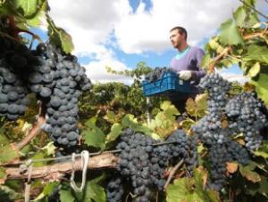  На Тамани начали разводить новые сорта винограда, чтобы конкурировать с Крымом