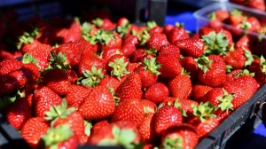 Сбор садовой земляники начался в Ставропольском крае