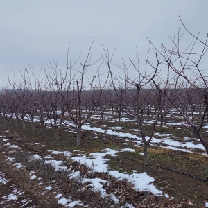 Садоводы Ставропольского края получат государственную поддержку